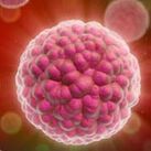The causative agent of the human papilloma